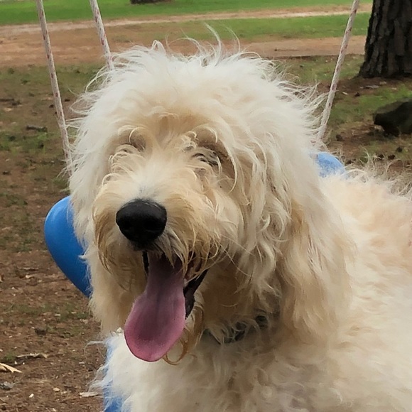 Meet your Posher, Gabby - Picture 1 of 1